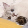 ✨🌸gatito blanco🌸✨ 15