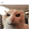 Gatos sin contexto 🙀 6
