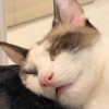 🐱🐾🐶 irl pets ll 🐶🐾🐱 12