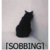 Cats.exe 12