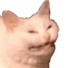 Gatitos Reacciones  16