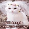 Siii Acepto casarme contigo
