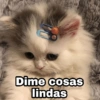 Dime cosas lindas @Harley Stickere