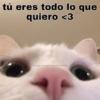 tú eres todo lo que
quiero <3
10/-gatitosyanimalitosuwu
