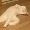 Gatos Cura Depresión💕🙀 13