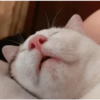 GATOS LOCOS 2 16