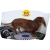 Jack 7