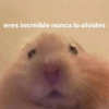 🐱🐹Animalitos Para Tu Chat📲💓 8