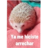 Ya me hiciste
arrechar