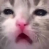 💤 Gatitos Posting 💤 10