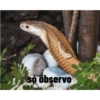 Nájila, a heroína de bsb 21