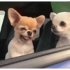 Perritos randoms🥰😂 13
