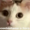 16/gatitoryanimalitosuwp
contéstame o lloro