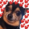 Stickers de amor 🥰🤭💕 12