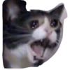 Gatitos sad 7