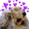 MASCOTAS AMOROSAS 💕💓 10