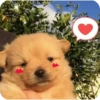 Amor corazon hearts 9