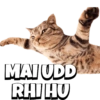 CATS 14