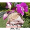 Una flor para
otra flor