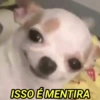 Memes do zap 18