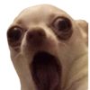 Memes de animalitos ❤️‍🩹 17