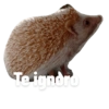 NTe igndro