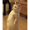 Gatos Cura Depresión💕🙀 14