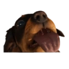 Chorizo - Far Cry 6 8