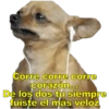 Perritos con canciones Sad 21