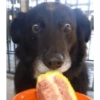 Dogs Funny Faces 20