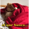 el que busca...