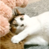 DD三色貓的日常•DD the Calico Cat 7