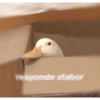 Memes de pelos  19