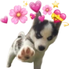 🐶 Perritos Husky ❤️ 10