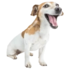 🐶🐾Perrito Timmy🐾🐶 12