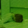 Green webco 29