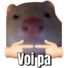 ed jon