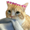 Gatitos Tiernos 😍🤯✨ 10