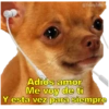 Perritos con canciones Sad 25