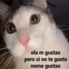 ola m gustas pero si no te gusto nome gustas
