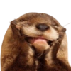 Memes de animalitos ❤️‍🩹 7