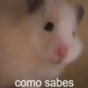 🐱🐹Animalitos Para Tu Chat📲💓 14