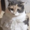 😽 Gatitos 😺 11