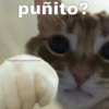 puñito?
IG @gatitosyanimalitosuwu