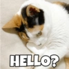 HELLO?
