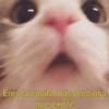 🐱🐹Animalitos Para Tu Chat📲💓 13