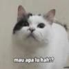 mau apa lu hah!?