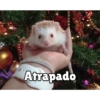 3655
Atrapado