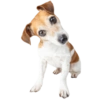 🐶🐾Perrito Timmy🐾🐶 6