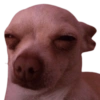 Memes de animalitos ❤️‍🩹 16